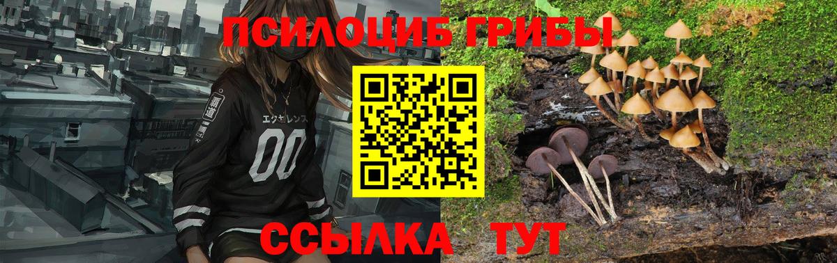 Галлюциногенные грибы Psilocybe Находка